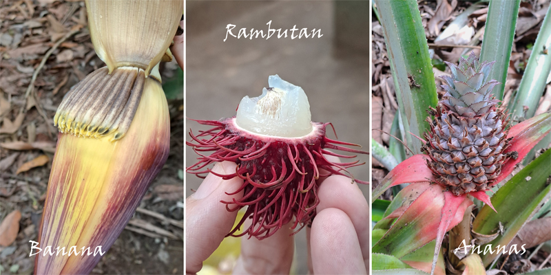 voće, farma začina, Zanzibar