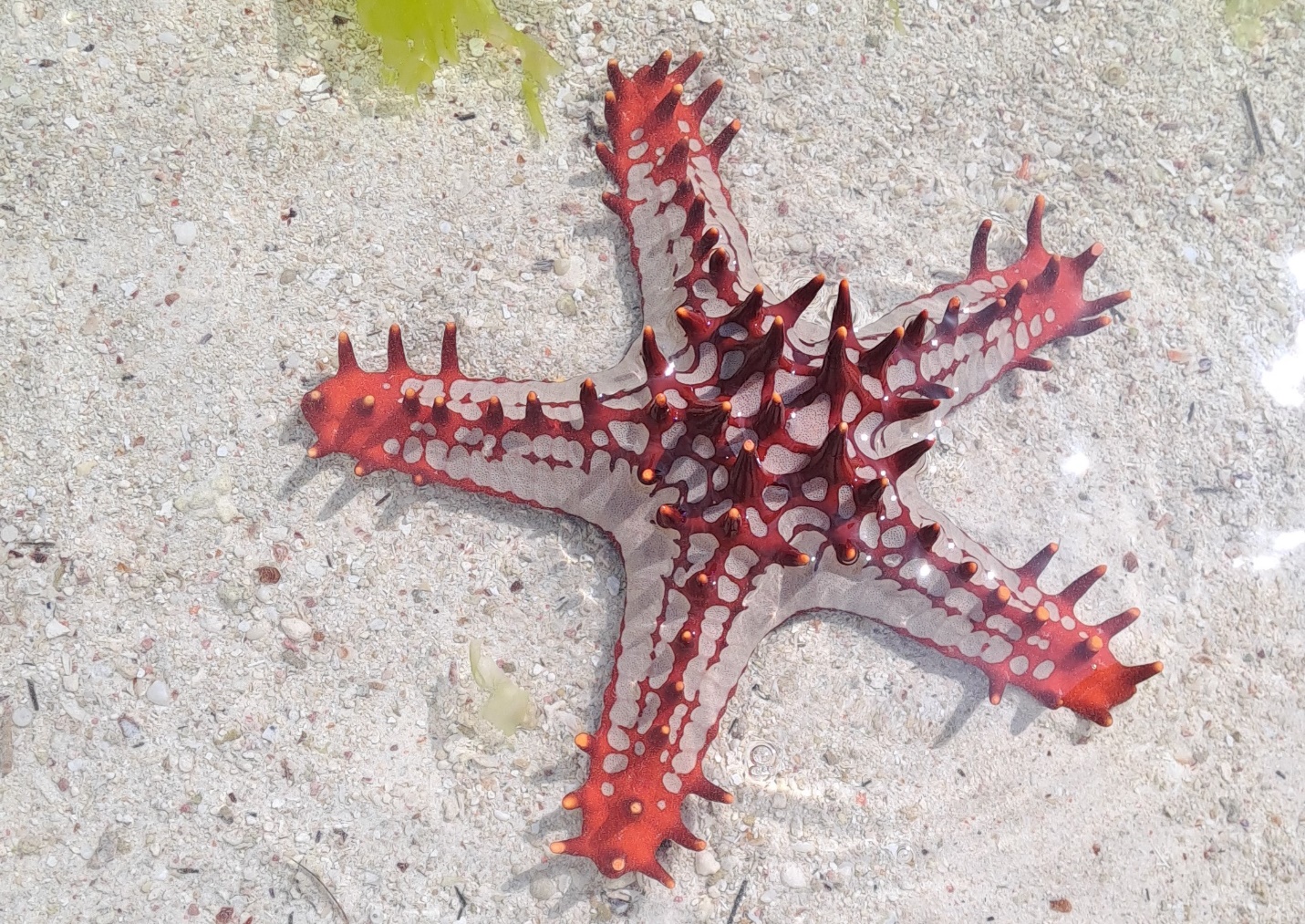 Kendwa plaža, Zanzibar Kendwa morska zvezda