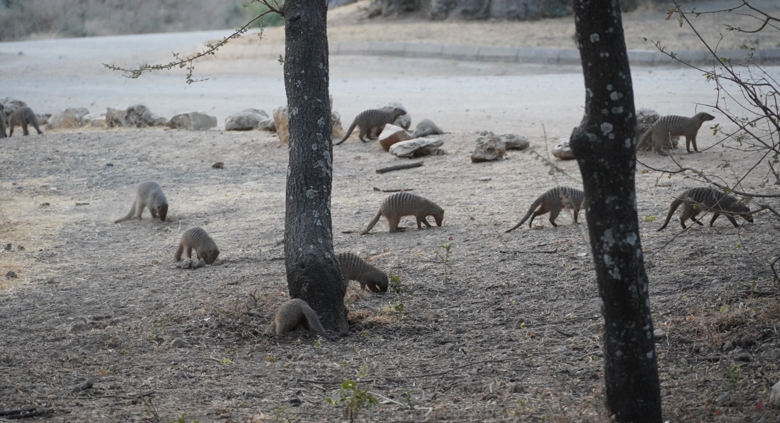 Mungosi, Riki-Tiki-Tavi