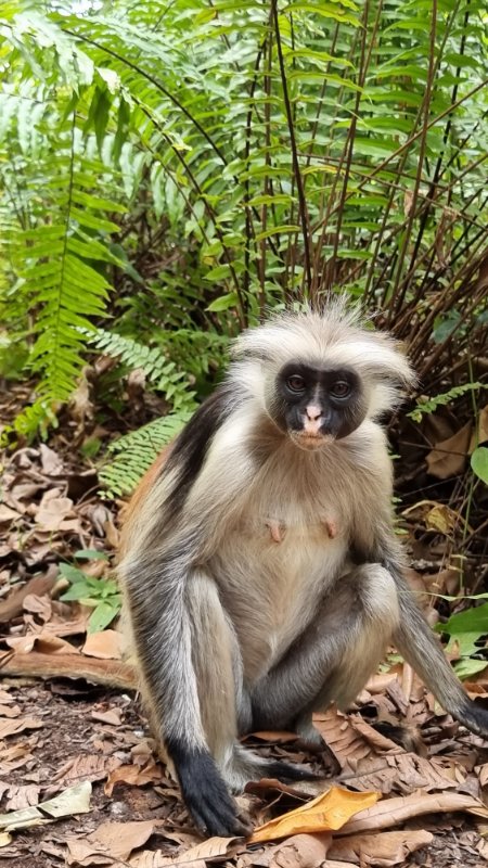 Šuma, endemski colobus majmuni, Zanzibar