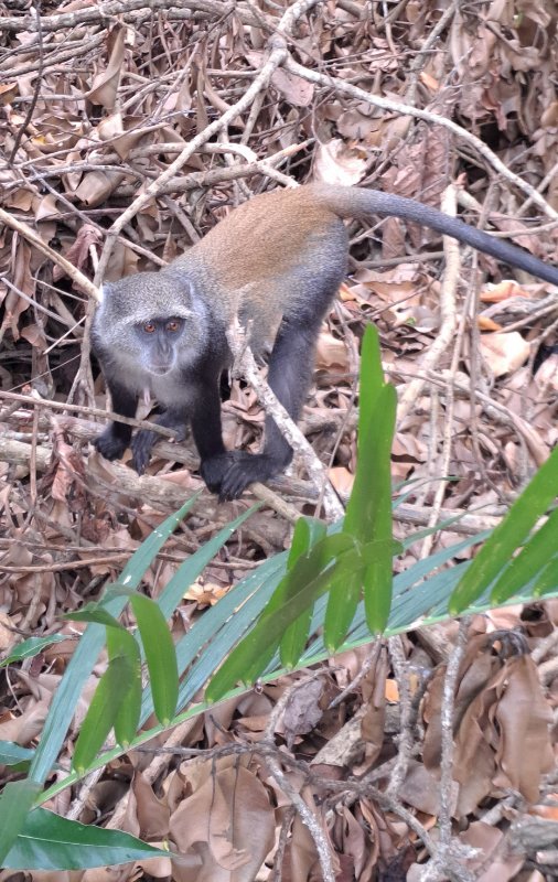 Šuma, endemski colobus majmuni, Zanzibar