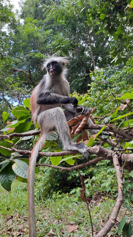 Šuma, endemski colobus majmuni, Zanzibar