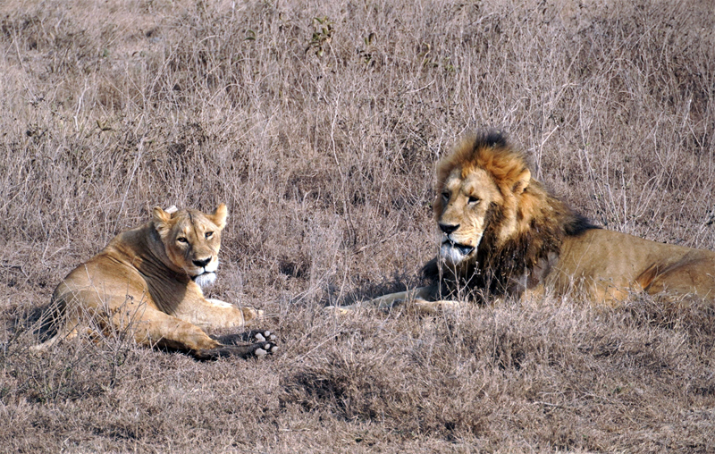 Krater Ngorongoro, lavovi
