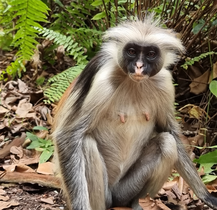 Jozani šuma i šuma mangrova, Paje plaža i Kae Funk plaža