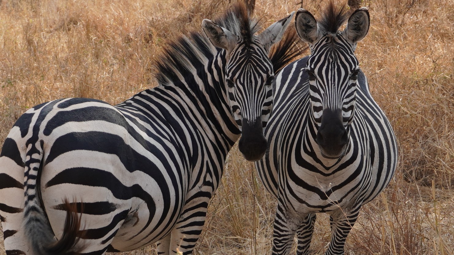 Zebre u Tarangiri parku
