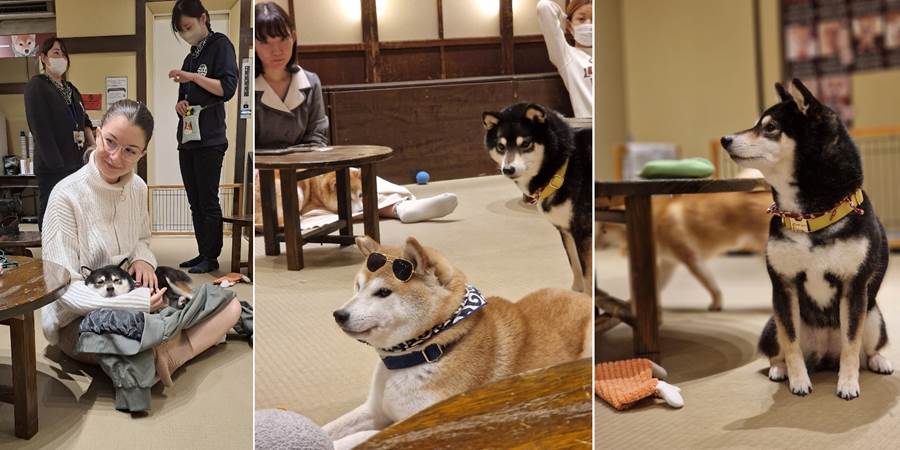 A collage of dogs and a person