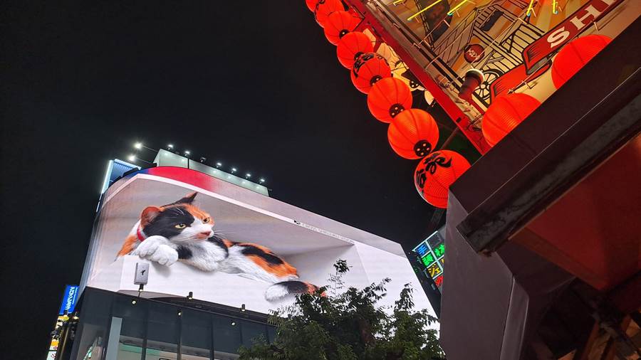 A cat on a building