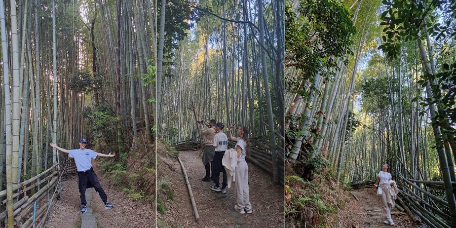 Šuma bambusa Japan.