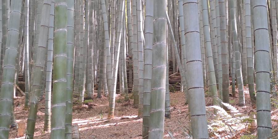 Šuma bambusa Japan.