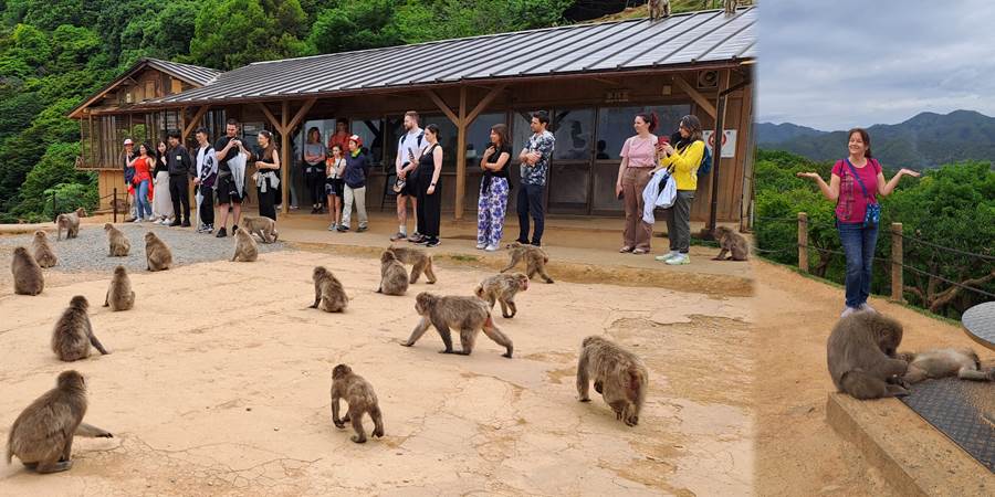 Grupa majmuna na zemlji, Japan, Kjoto