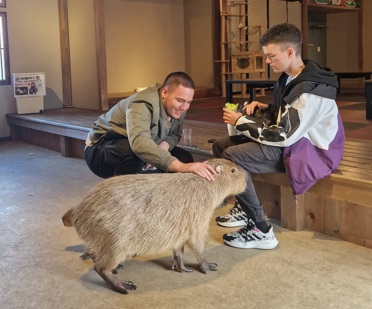 Kapibare, Niko