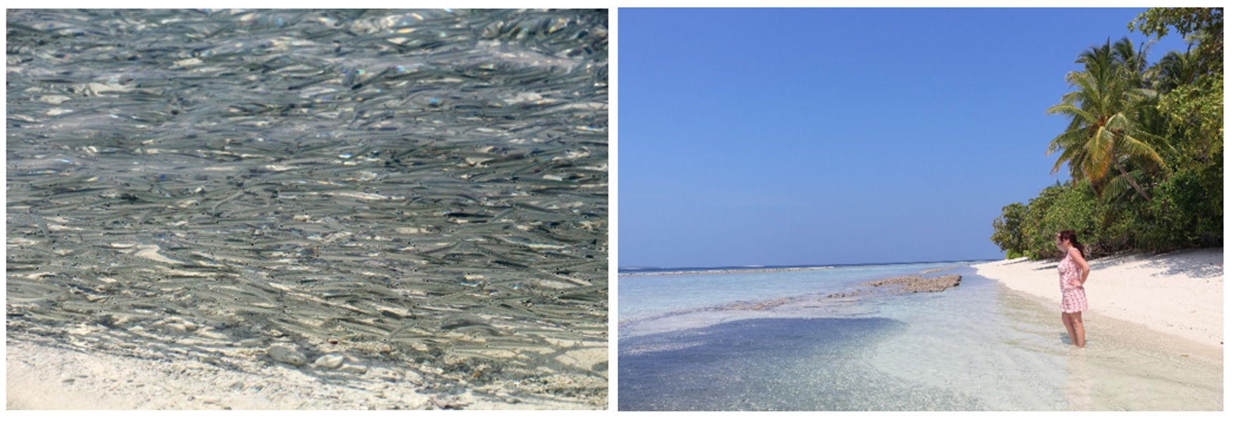 Glass fish