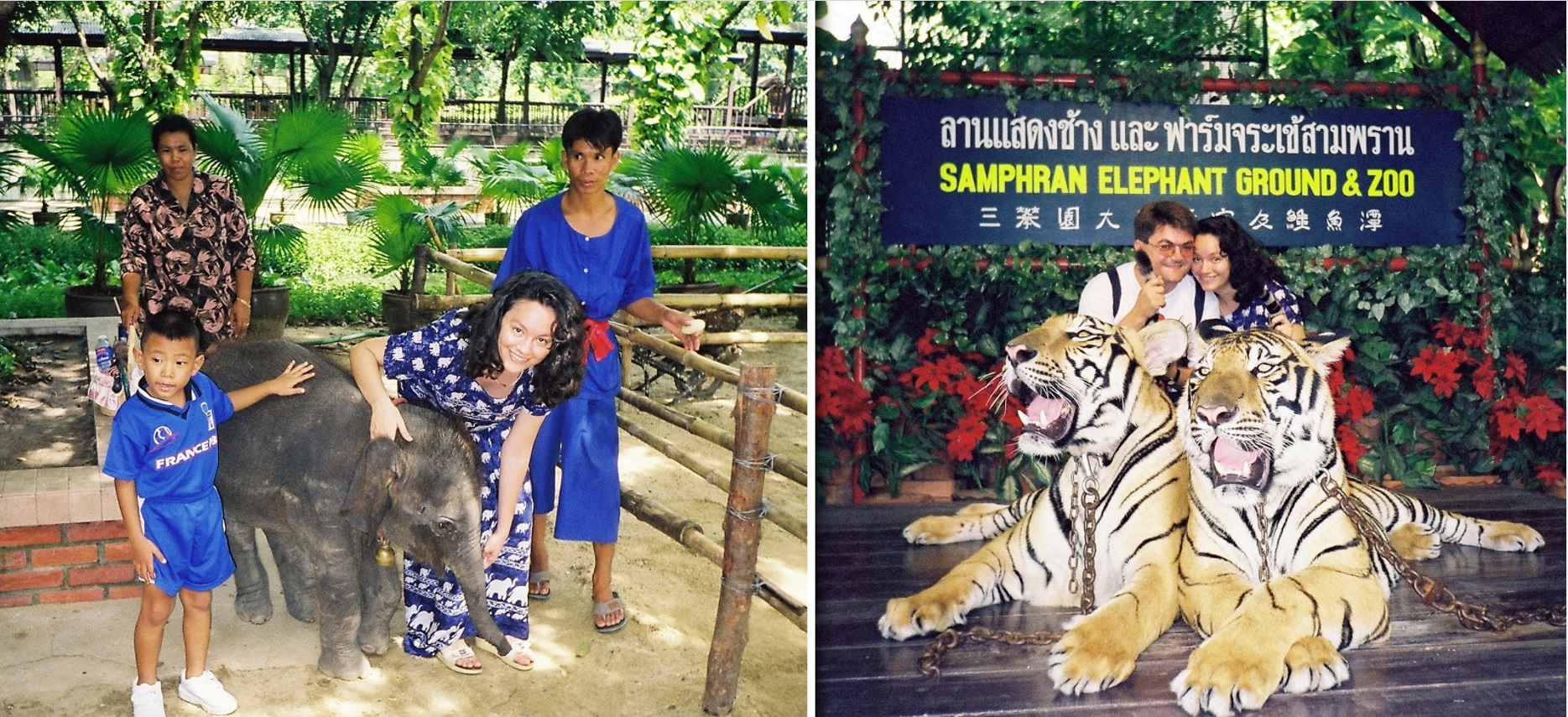 Slonovi, tigrovi, Bangkok, putopis